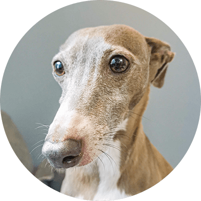 スタッフ犬ジェイ