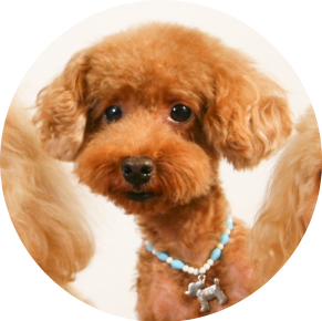 名誉看板犬ジル