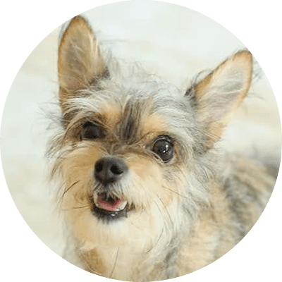 スタッフ犬小麦