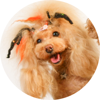 名誉看板犬ミルク