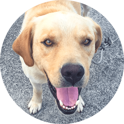 スタッフ犬りゅう