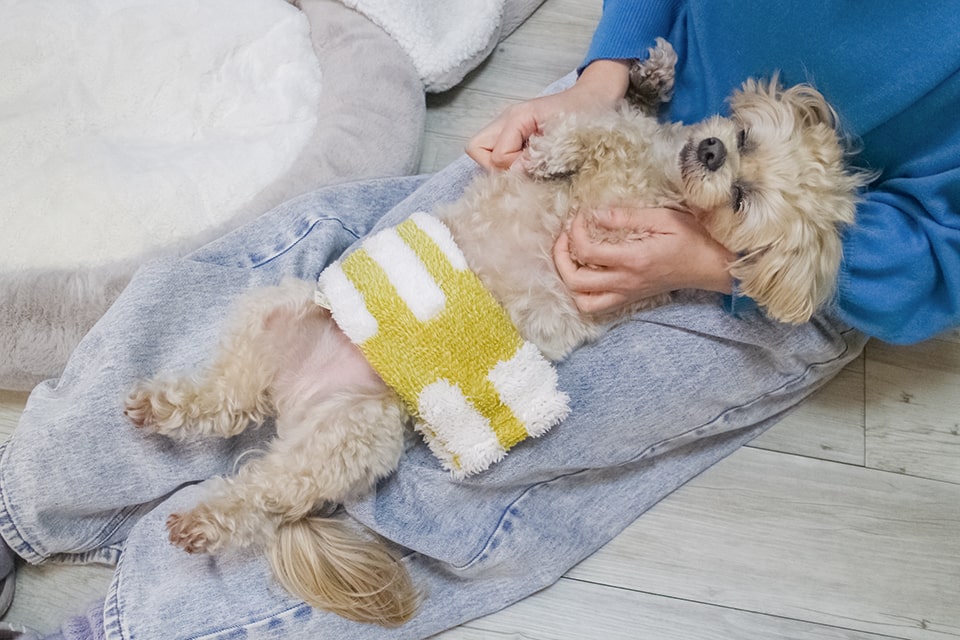 ホニホットパック写真