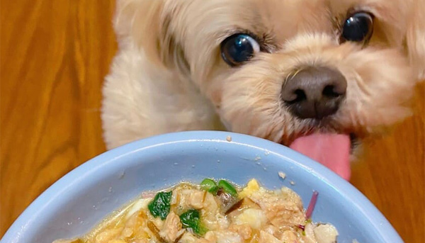 犬も猫もデトックスが大切！日々蓄積する老廃物の排出を助ける食材とは？