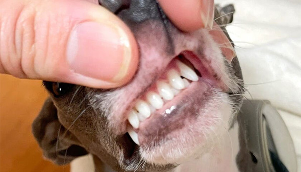 愛犬の歯磨き、毎日できていますか？歯周病のリスクや無麻酔歯石除去について解説