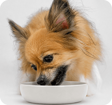 犬のごはん食べている犬