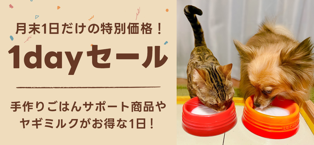 1day SALE