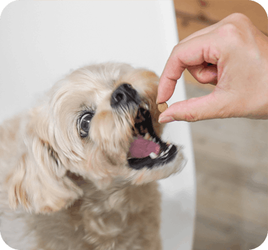 ドッグフードのスマイリーを食べている犬