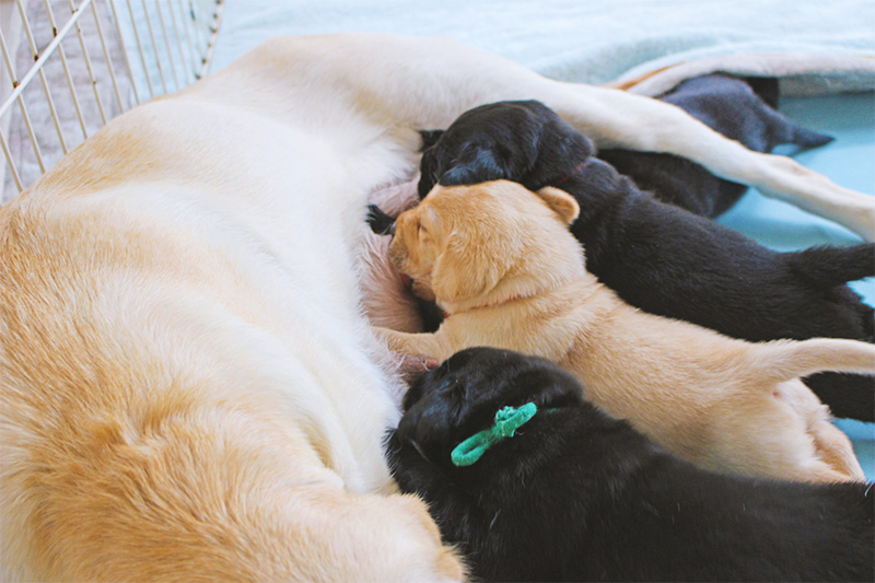 初乳酸菌クッキー モリンガ