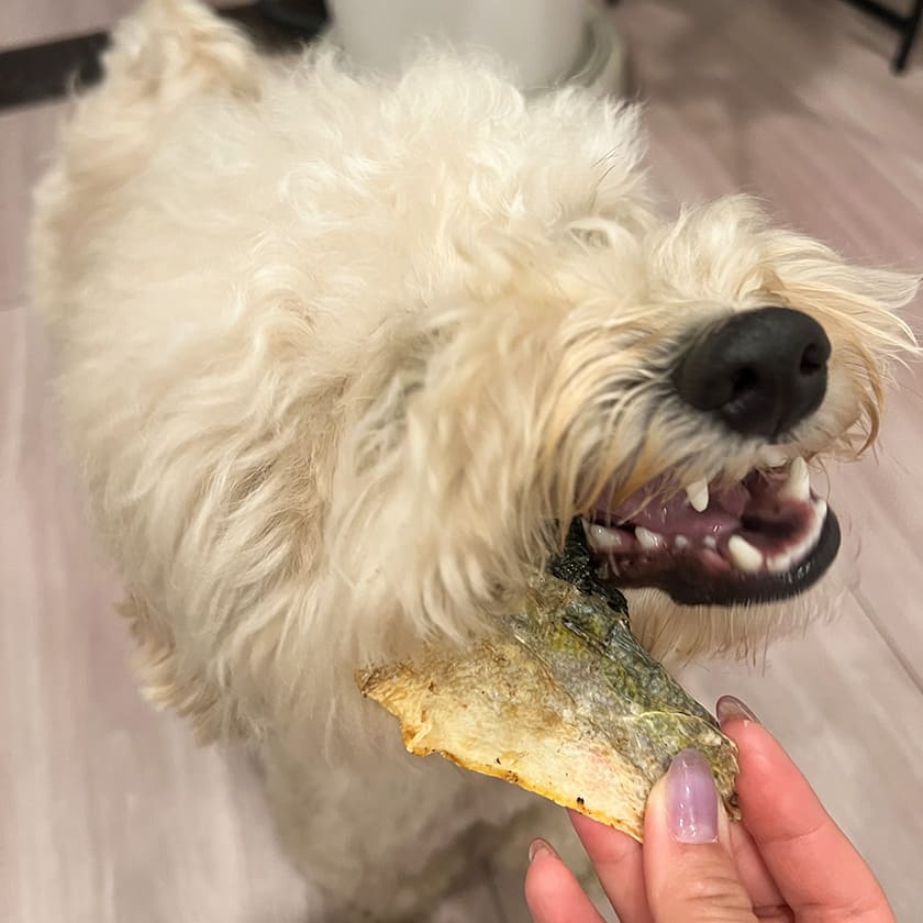 高知産 ブリの皮 100g