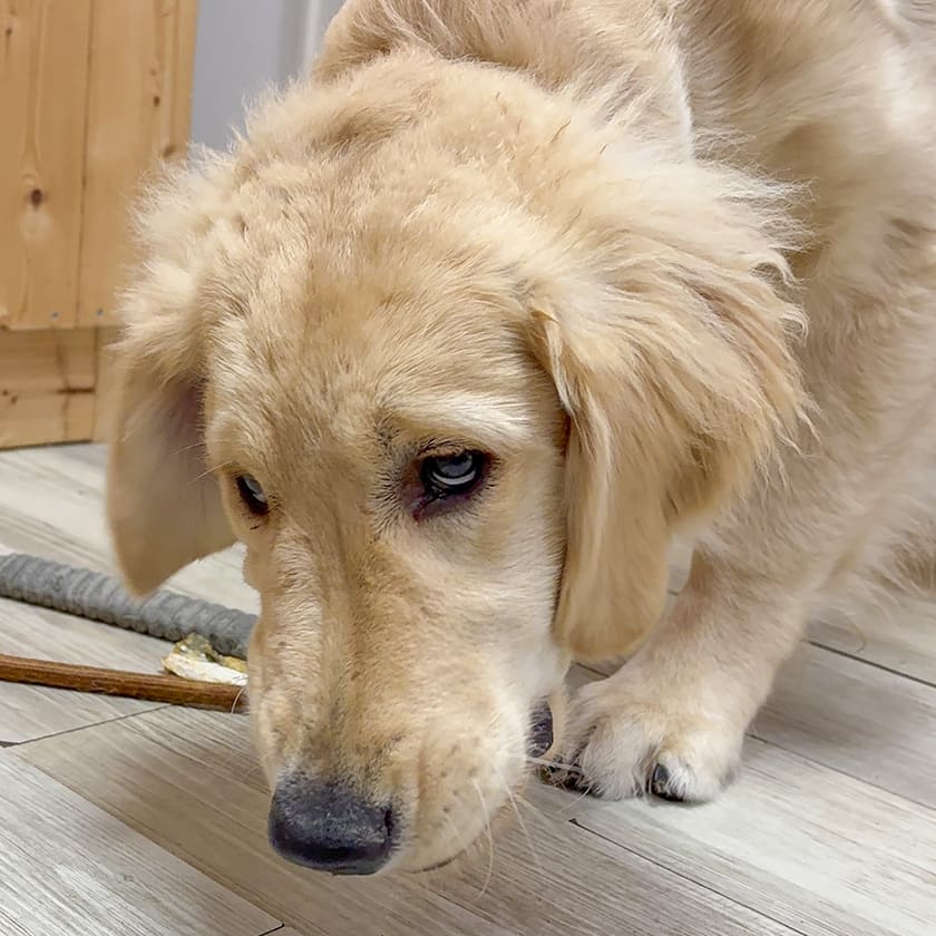 高知産 ブリの皮 100g