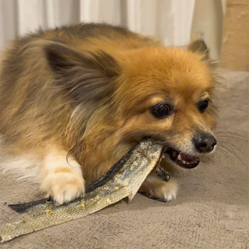 高知産 ブリの皮 100g