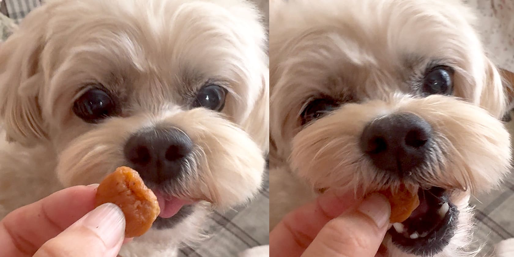 スマイル薬膳 龍眼肉