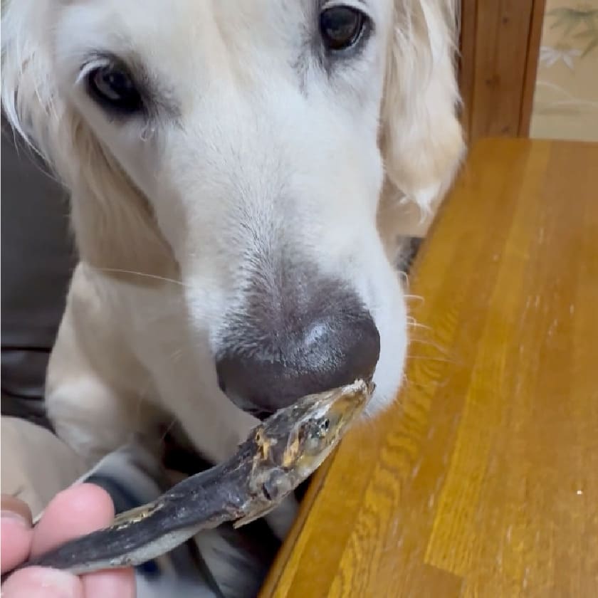 試食画像