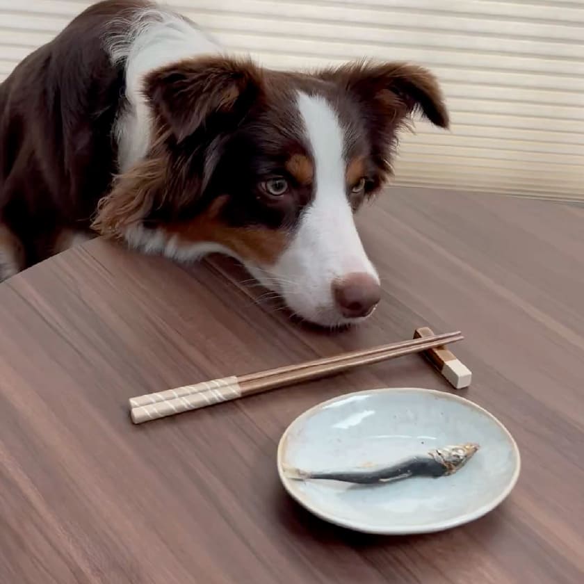 試食画像