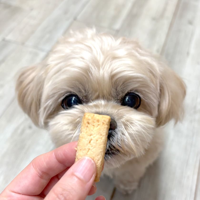 初乳酸菌クッキー