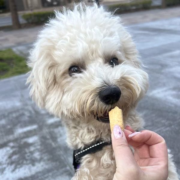 初乳酸菌クッキー