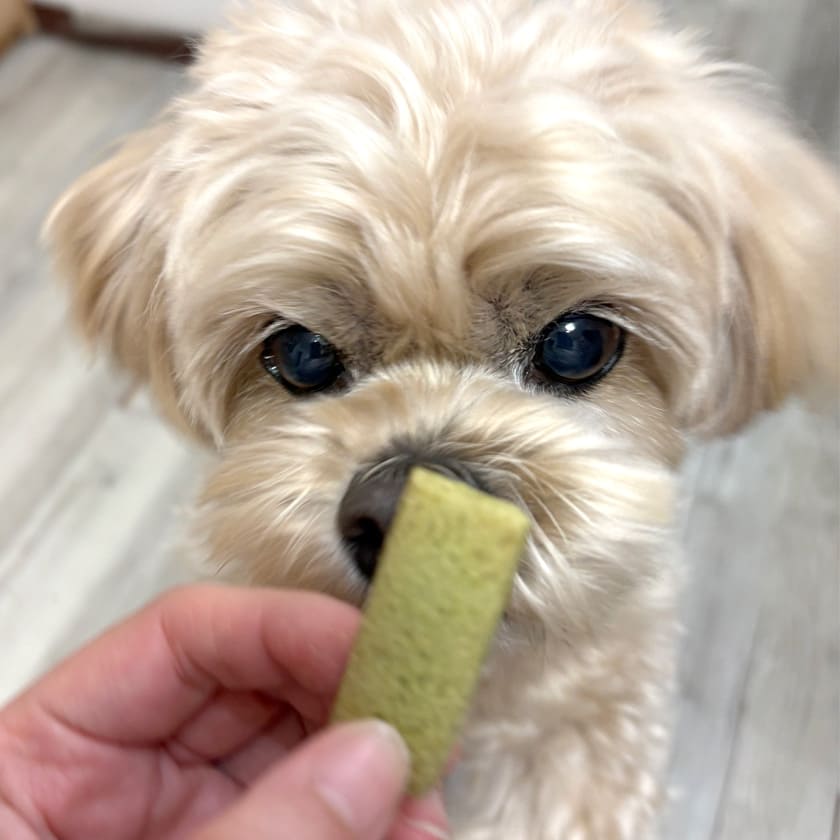 初乳酸菌クッキー モリンガ