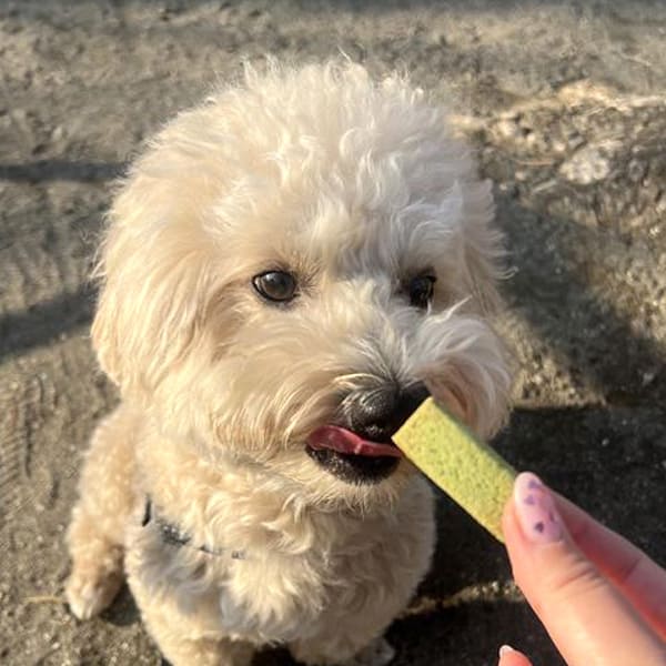 初乳酸菌クッキー ミックス(プレーン&モリンガ)