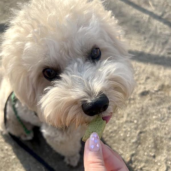 初乳酸菌クッキー モリンガ