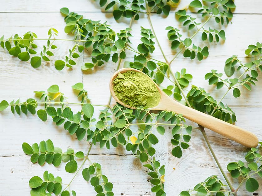 初乳酸菌クッキー モリンガ