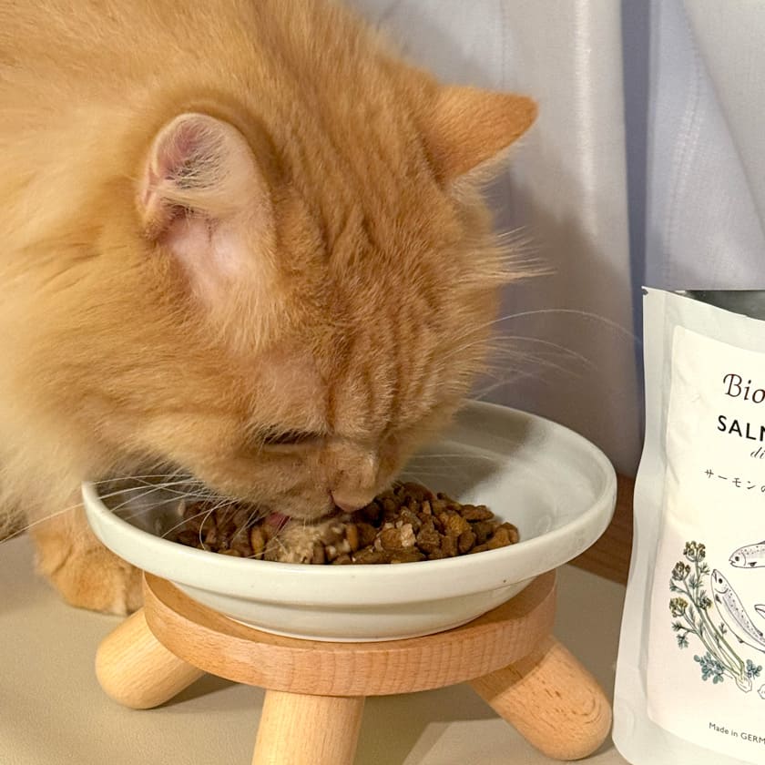 ビオリオーブ キャット サーモン・ディッシュ