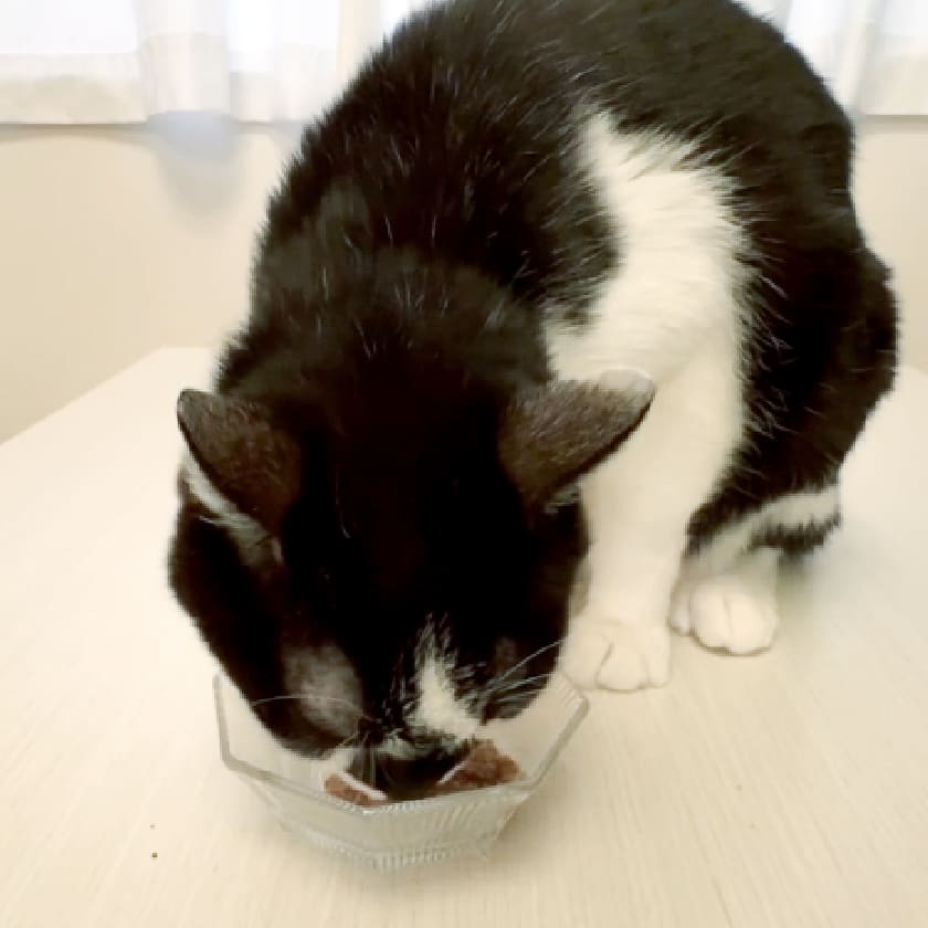 ビオリオーブ キャット ビーフ・ディッシュ