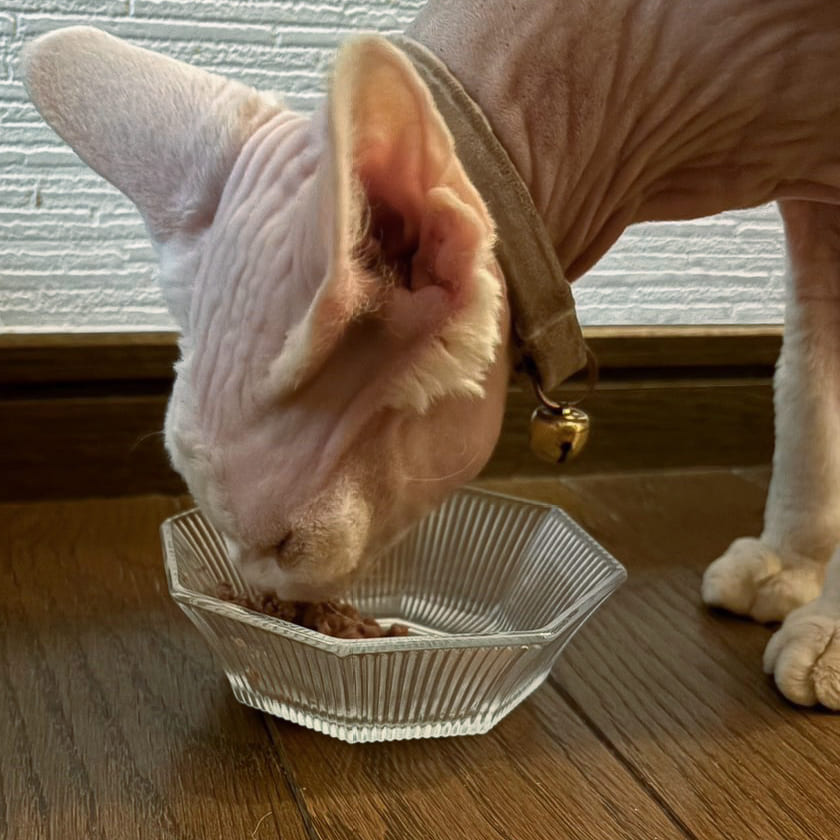 ビオリオーブ キャット ビーフ・ディッシュ