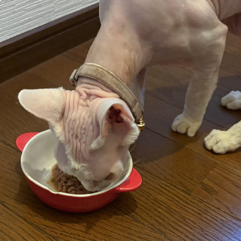 ビオリオーブ キャット ビーフ・ディッシュ