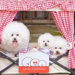 @bichon_punta