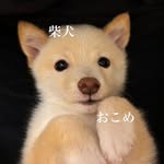 twinkle_wink11