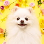 @comarugram