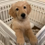 @dan.golden1201