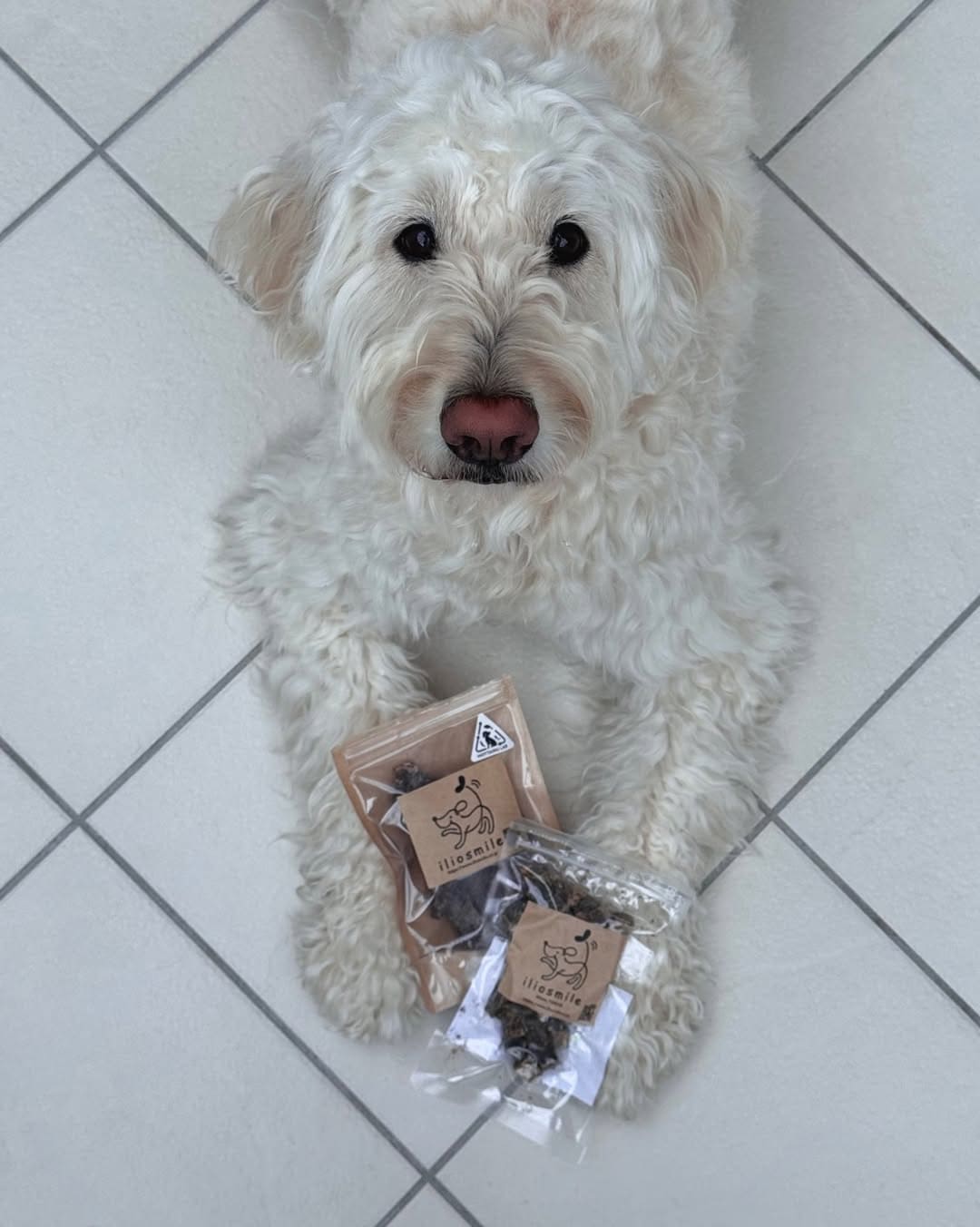 goldendoodle_elmo2022