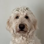 @goldendoodle_elmo2022