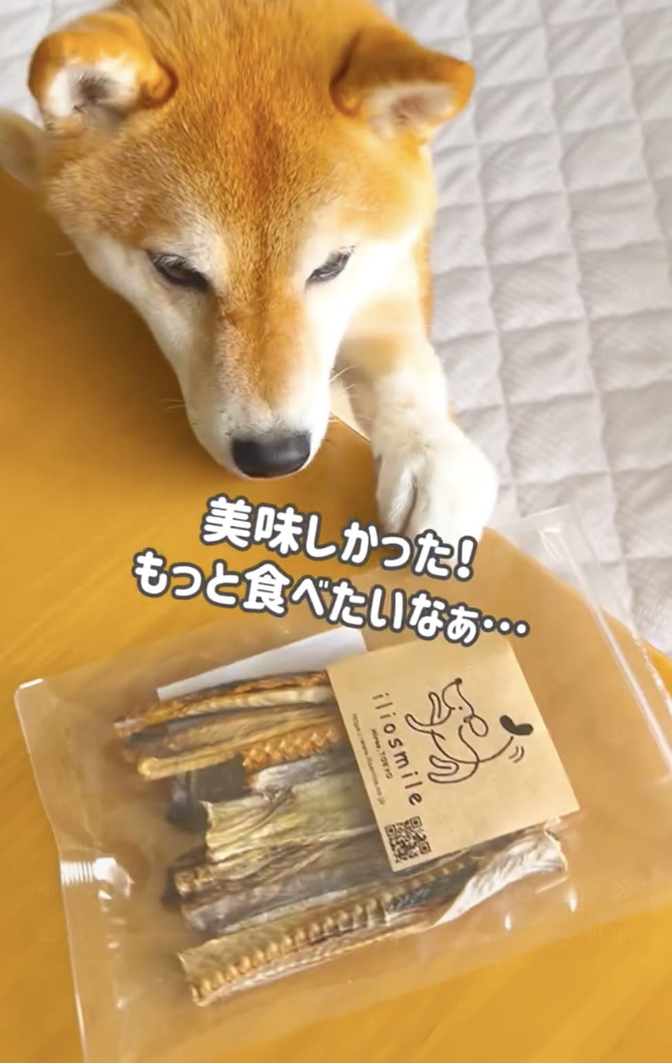 maro_komachi_shiba