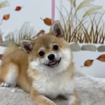 @_yu_na_hi_