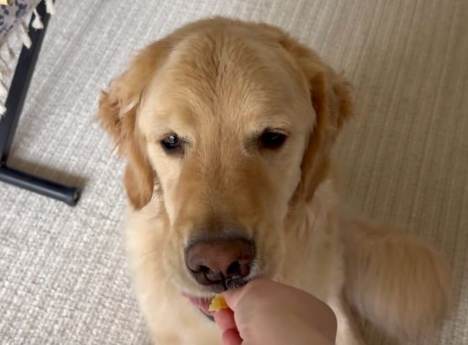 mylifewith_lucadog