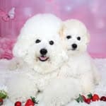 @pom._.pudding_