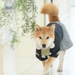 shibainu_amemaru
