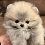 @shirasu_.gram