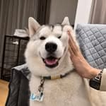 @siberianhusky_lei