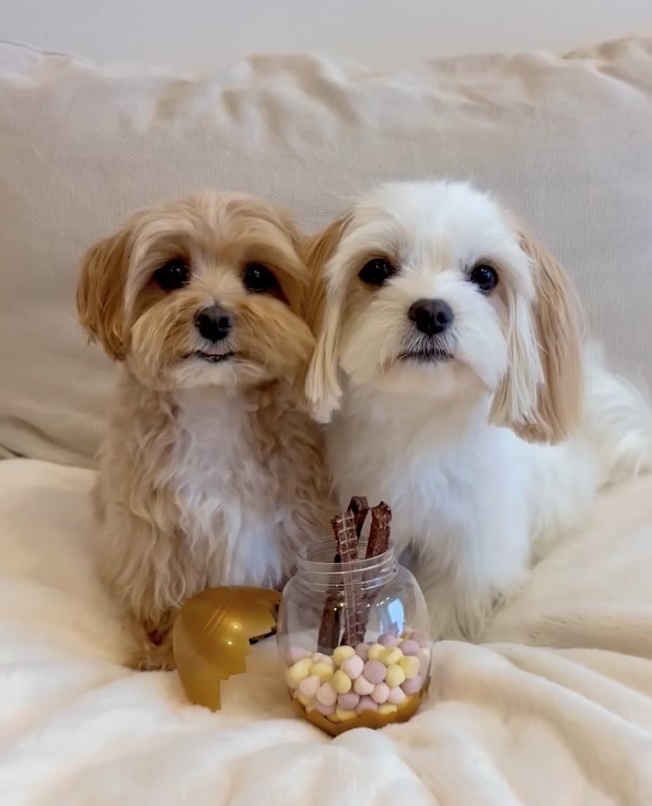 umi_maltipoo.224