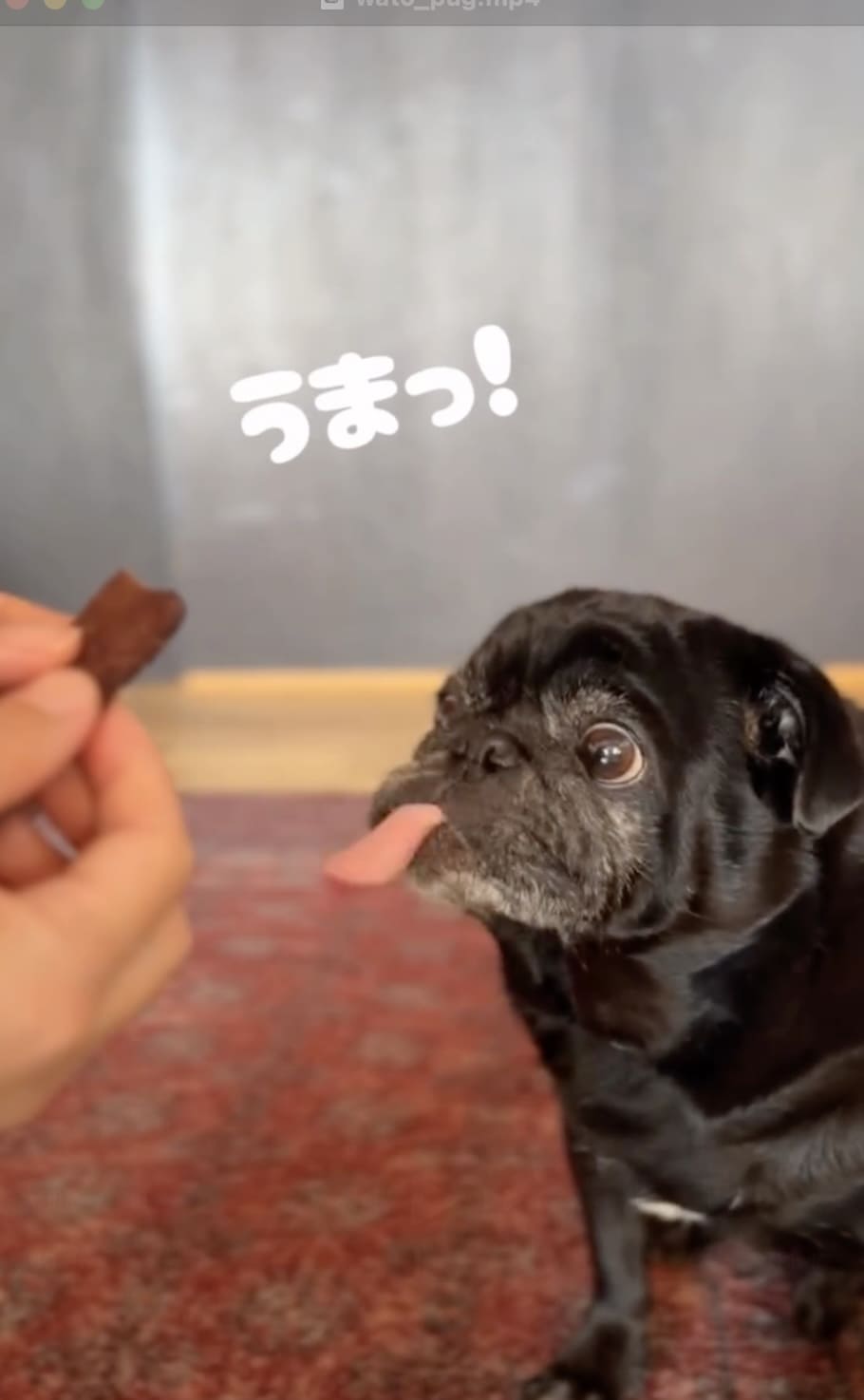 @wato_pug
