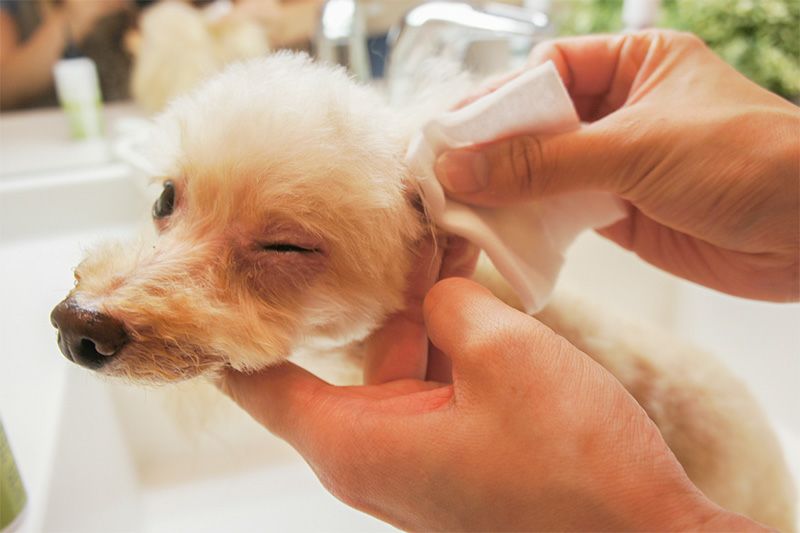 【無添加】ニームアロマシリーズ「EM&NEEMイヤーローション」100ml