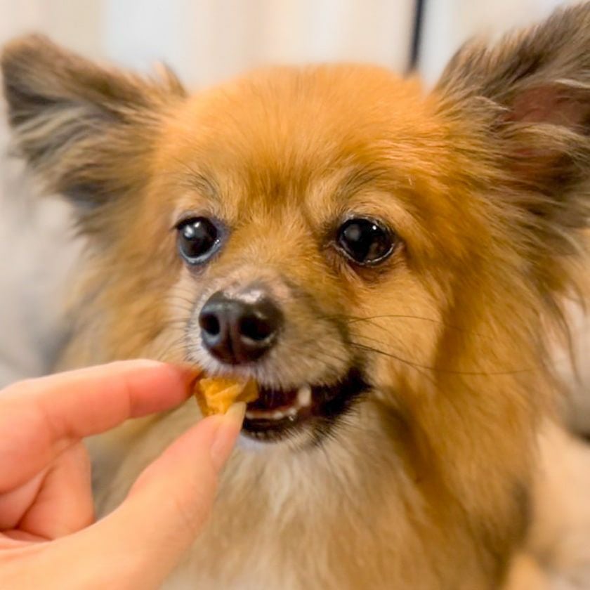 兵庫産 鶏ダイス 50gを看板犬ポノがパクリ！