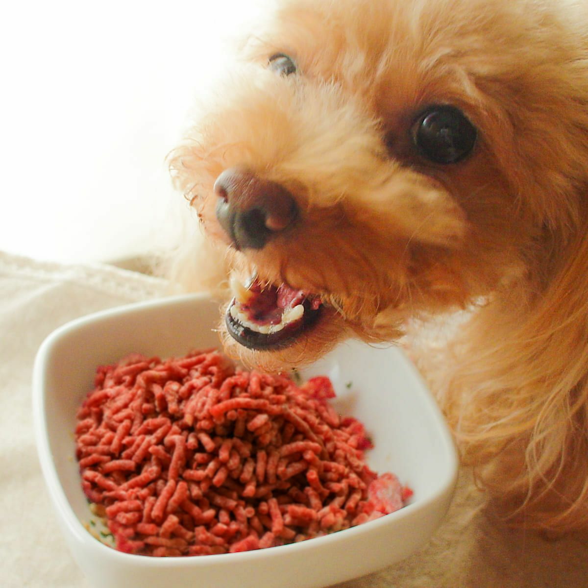 犬馬肉 | 生馬肉パラパラミンチ | 【公式】イリオスマイル