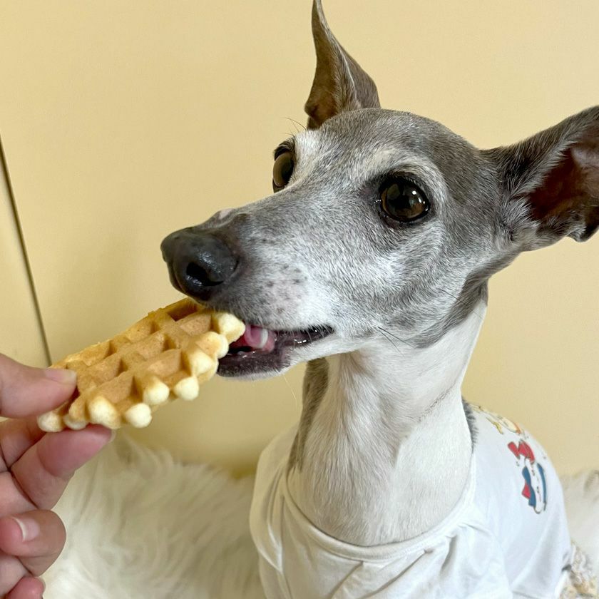 期間限定セール：【無添加 国産】五穀ワッフル