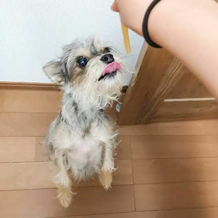 週末セール：【無添加】モンゴル産 ヤギミルクのヨーグルトスティック 50g