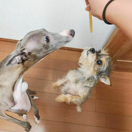 週末セール：【無添加】モンゴル産 ヤギミルクのヨーグルトスティック 50g