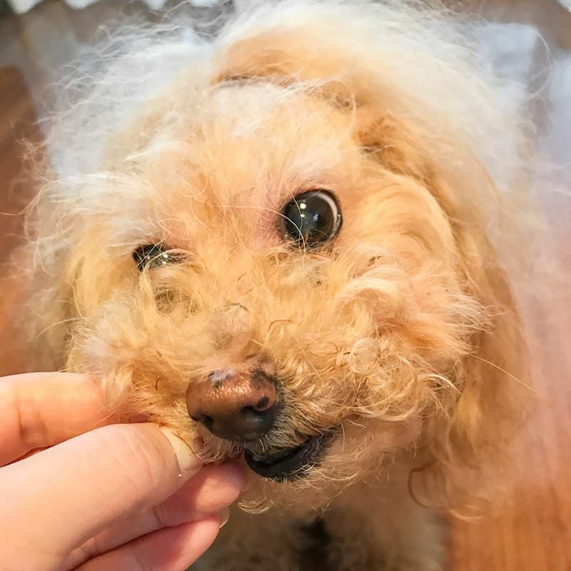 週末セール：【無添加 国産】明石産 白身魚ダイス 50g